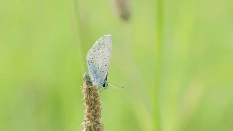 Male Silver-studded Gently Moving in Wind Stock-Footage 80724311