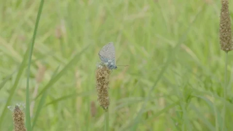 Male Silver-studded Resting in High Wind Stock-Footage 80724642