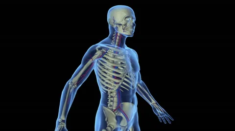 Male Skeletal System Stock Footage 58827872