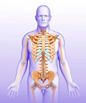 Male skeletal system Stock Illustration