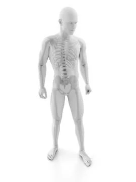 Male skeleton, artwork Stock Illustration