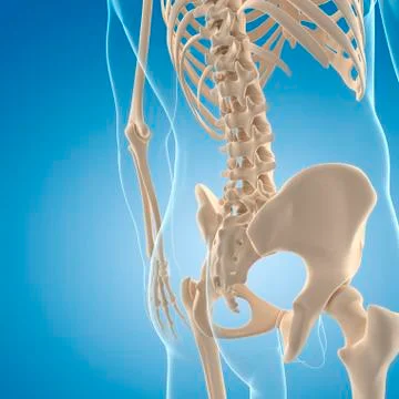 Male skeleton; artwork Stock Illustration