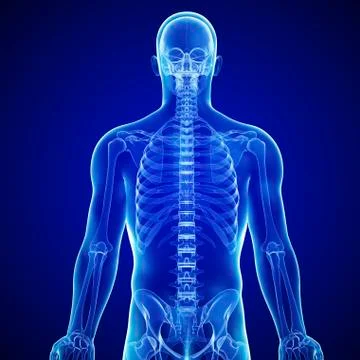 Male skeleton; artwork Stock Illustration