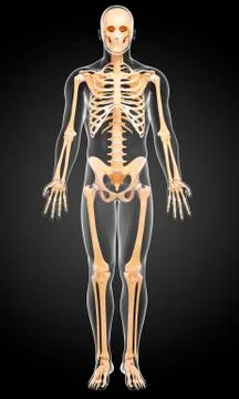 Male skeleton; artwork Stock Illustration
