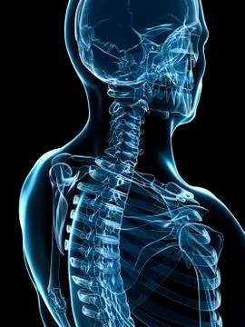 Male skeleton; artwork Stock Illustration