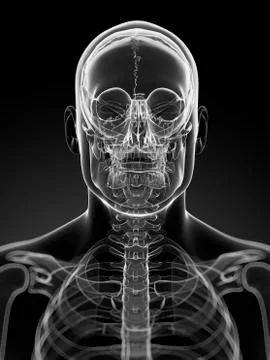 Male skeleton; artwork Stock Illustration