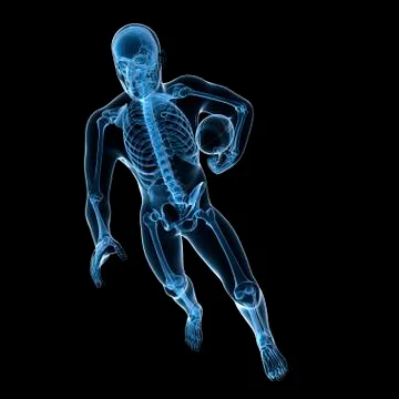 Male skeleton; artwork Stock Illustration