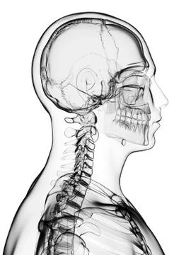 Male skeleton; artwork Stock Illustration