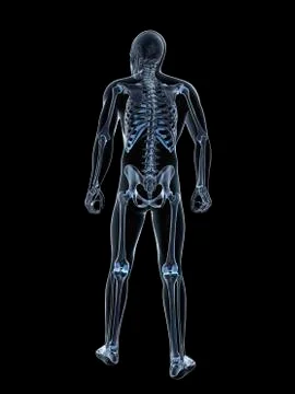 Male skeleton, artwork Stock Illustration