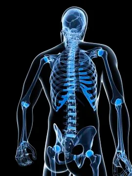 Male skeleton, artwork Stock Illustration