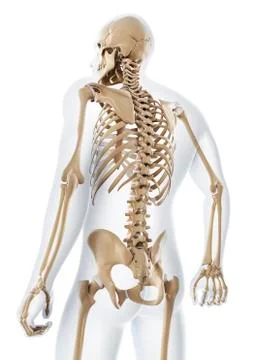 Male skeleton, artwork Stock Illustration