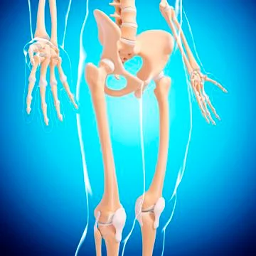 Male skeleton, artwork Stock Illustration