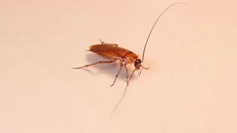 Male smooth cockroach. close up of cockroach isolated on white background Stock Footage 148677664