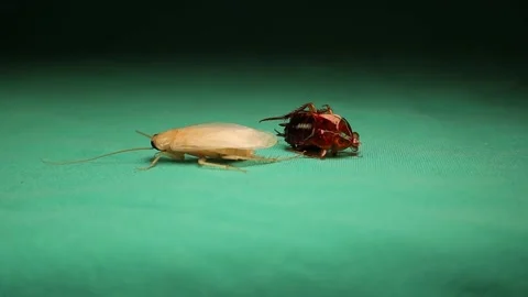 Male smooth cockroach molting its skin. cockroach isolated on green background Stock Footage 146785506