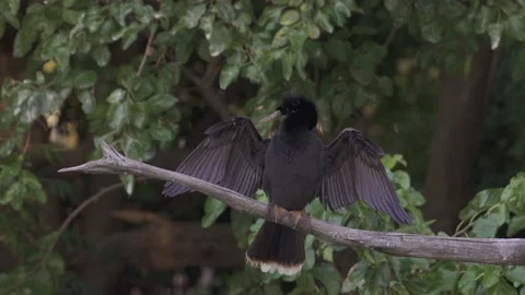 A male snakebird, anhinga anhinga perched on a tree branch with wings Stock Footage 160271083