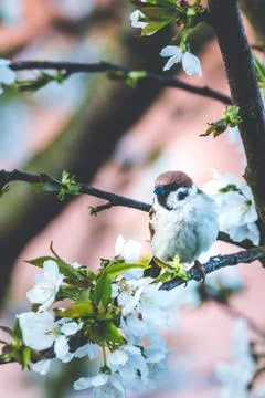 Male sparrow perched on cherry tree with spring white blooms Stock Photos