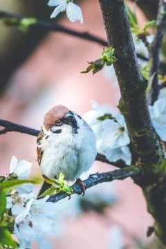 Male sparrow perched on cherry tree with spring white blooms Stock Photos