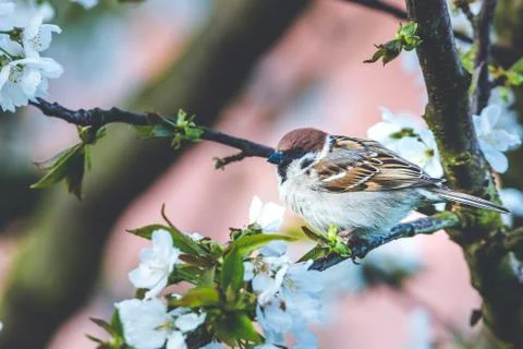 Male sparrow perched on cherry tree with spring white blooms Stock Photos