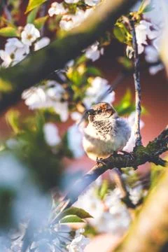 Male sparrow perched on cherry tree with spring white blooms Stock Photos