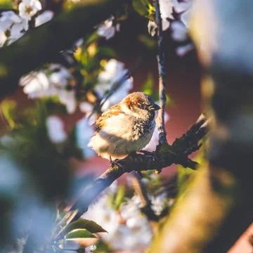 Male sparrow perched on cherry tree with spring white blooms Stock Photos