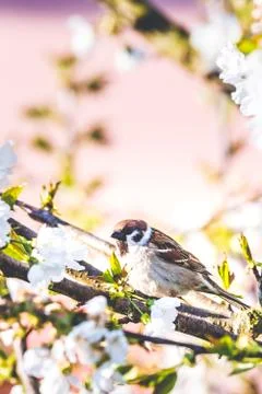 Male sparrow perched on cherry tree with spring white blooms Stock Photos
