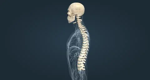 The male spinal column extends from the skull to the pelvis and is made up .. Stock Illustration