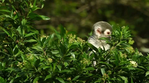 Male squirrel monkey on watch,guarding the group while feeding,captured in a Stock Footage 128432413