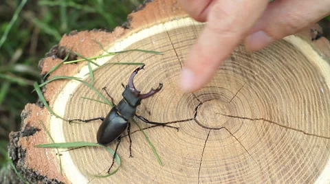 Male Stag Beetle Attacking Human Finger HD 動画素材 37473080