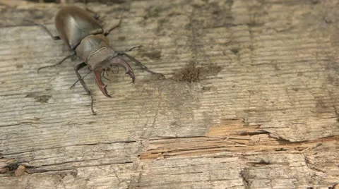 Male stag beetle Stock Footage 10925690