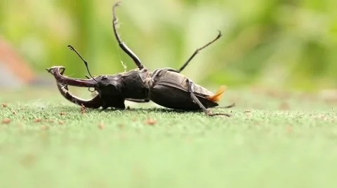 Male Stag beetle lying on back and trying to turn over. Stock Footage 64271397
