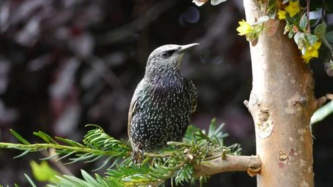 Male Starling Stock Photos