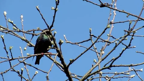 Male starling on a tree branch on a spring day Stock Footage 333593539