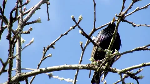 Male starling on a tree branch on a spring day Stock Footage 333593841