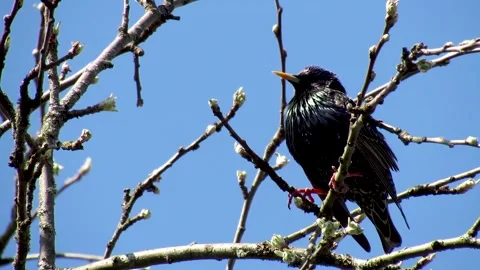 Male starling on a tree branch on a spring day in close-up Stock Footage 333593866