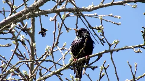 Male starling warms itself on a tree branch on a spring day in close-up Stock Footage 333593809