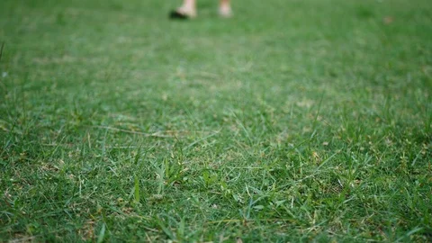Male Steps On Green Grass In Flip-Flops, Then Takes Them Off And Walks Barefoot Stock Footage 122259999