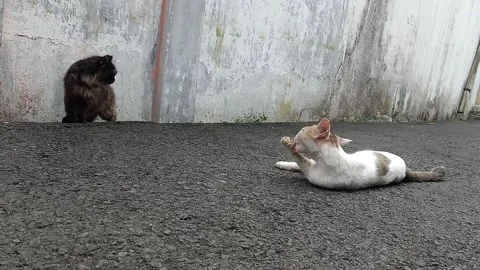 Male Stray Cat clean Front Paw While Seeking Attention from Tortoiseshell Cat Video stock 328577112