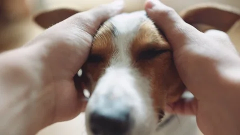 Male stroking and scratching behind the ear of the dog. Stock Footage 76889663