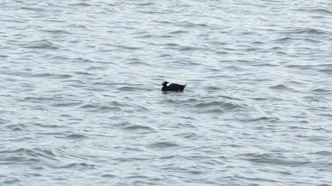 Male Surf Scoter Floats Facing Left Then Shakes Head 60fps Stock Footage