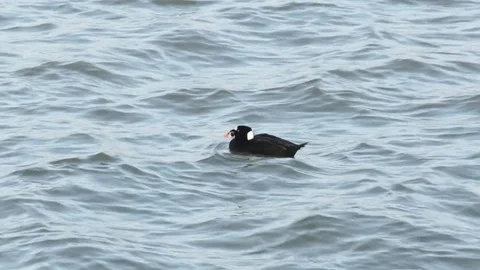 Male Surf Scoter Paddles Left With Orange Feet 60fps Stock Footage
