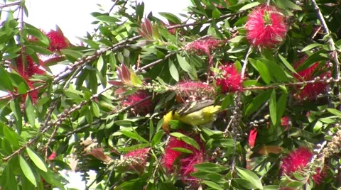 Male Tanager in Bottlebrush Tree 3 Stock Footage