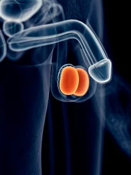 Male testicles Stock Illustration