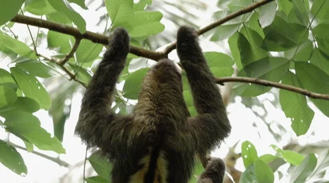 Male three-toed sloth climbing tree 1 Stock Footage