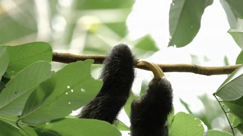 Male three-toed sloth climbing tree 4 Stock Footage 53044591