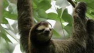 Male Three-Toed Sloth Looks Around Stock Footage