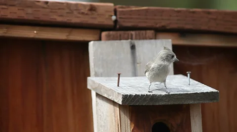 Male titmouse singing Stock Footage 39412817