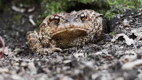 Male,  Toad, common toad, Bufo bufo,   amphibian,  in the wood, Stock Footage 99396458
