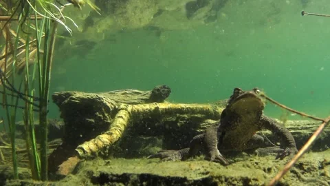 Male of toad underwater, reflection of light,  Bufo bufo, in the water, Stock Footage 259512363