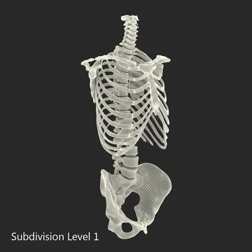 Male Torso Skeleton ~ 3D Model ~ Download #90995762 | Pond5