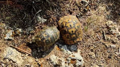 Male Tortoise Tapping Shell of Female Tortoise During Mating Ritual in Natural Stock Footage 316060998